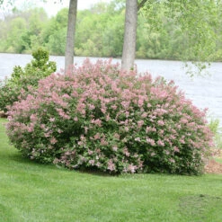 Scent And Sensibility™ Pink Lilac -Great Garden Plants Shop syringa scent sensibility pink 3