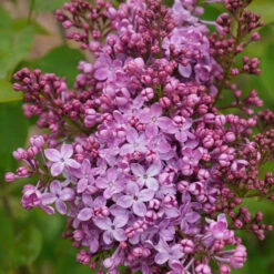 Scentara Pura® Lilac -Great Garden Plants Shop syringa scentara pura 5