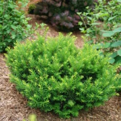 Stonehenge Dark Druid® Yew -Great Garden Plants Shop taxus stonehenge dark druid yew 3