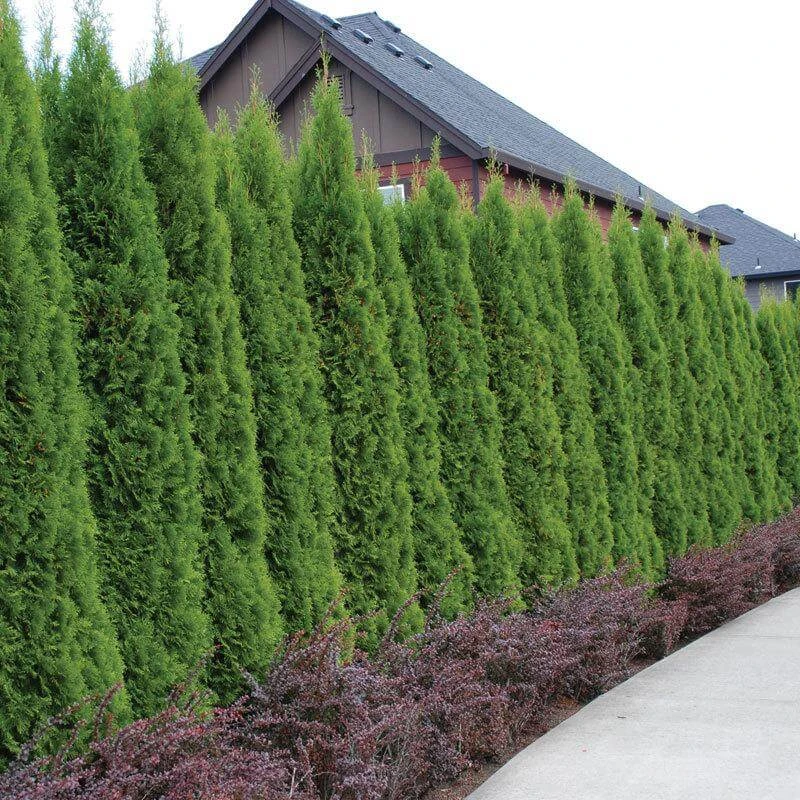 'Emerald Green' Arborvitae (aka 'Smaragd') 'Emerald Green' Arborvitae (aka 'Smaragd') -Great Garden Plants Shop thuja emerald arborvitae 1 sw