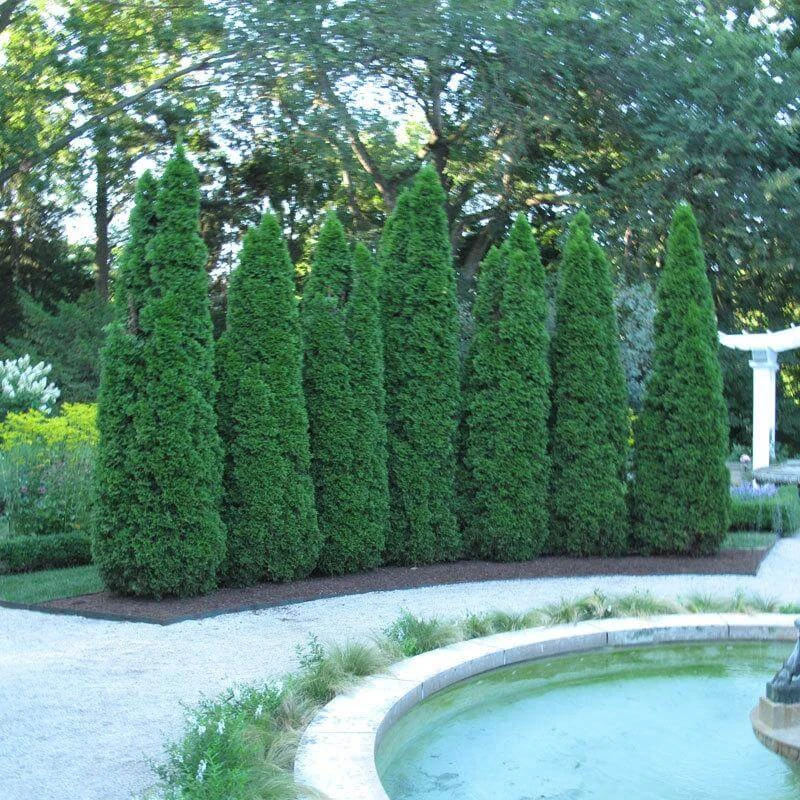 'Emerald Green' Arborvitae (aka 'Smaragd') 'Emerald Green' Arborvitae (aka 'Smaragd') -Great Garden Plants Shop thuja emerald arborvitae 2 sw