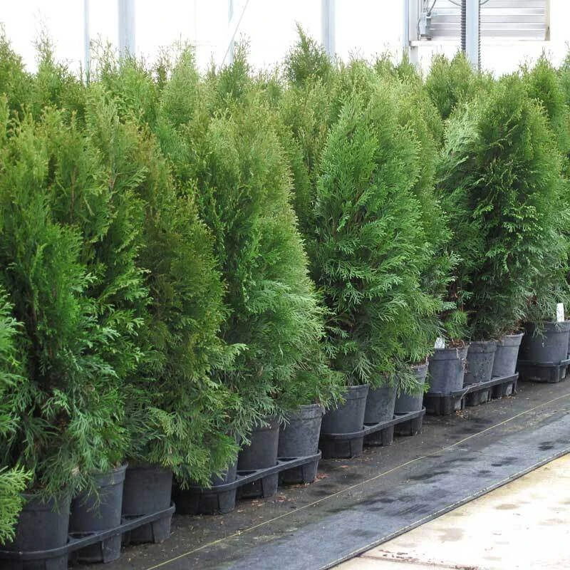 'Emerald Green' Arborvitae (aka 'Smaragd') 'Emerald Green' Arborvitae (aka 'Smaragd') -Great Garden Plants Shop thuja emerald arborvitae 7 sw
