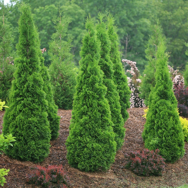 North Pole® Arborvitae North Pole® Arborvitae -Great Garden Plants Shop thuja north pole 1
