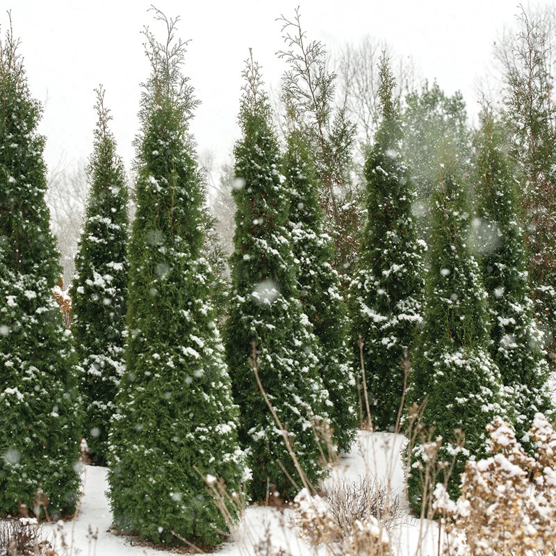 North Pole® Arborvitae North Pole® Arborvitae -Great Garden Plants Shop thuja north pole 2