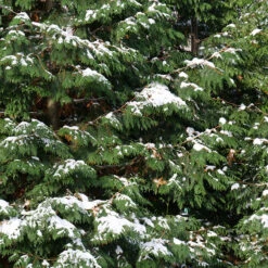 Spring Grove® Western Arborvitae -Great Garden Plants Shop thuja plicata spring grove 4