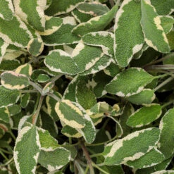 Tricolor Sage