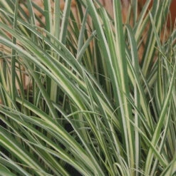 Variegated Sweet Flag