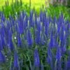 Magic Show® 'Wizard Of Ahhs' Spike Speedwell