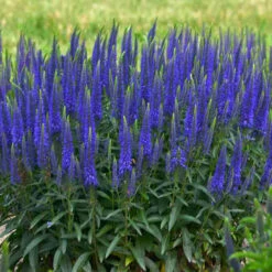 Magic Show® 'Wizard Of Ahhs' Spike Speedwell 2 Magic Show® 'Wizard Of Ahhs' Spike Speedwell -Great Garden Plants Shop veronica wizard of ahhs spike speedwell 2