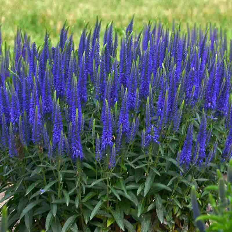 Magic Show® 'Wizard of Ahhs' Spike Speedwell Magic Show® 'Wizard Of Ahhs' Spike Speedwell -Great Garden Plants Shop veronica wizard of ahhs spike speedwell 2