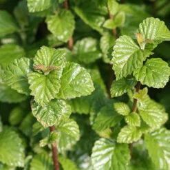 All That Glows® Arrowwood Viburnum -Great Garden Plants Shop viburnum all that glows 1