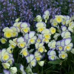 'Etain' Perennial Violet 3 'Etain' Perennial Violet -Great Garden Plants Shop viola etain 2
