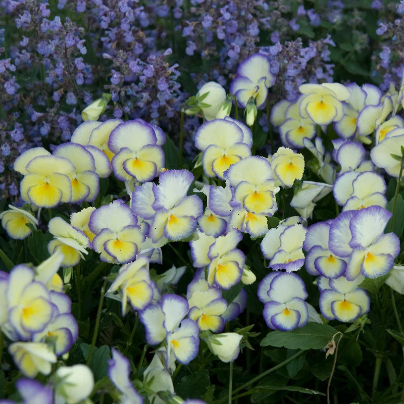 'Etain' Perennial Violet 'Etain' Perennial Violet -Great Garden Plants Shop viola etain 2
