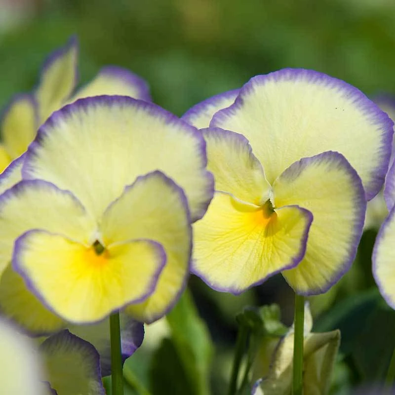 'Etain' Perennial Violet 'Etain' Perennial Violet -Great Garden Plants Shop viola etain 3