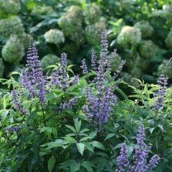 Blue Diddley® Chaste Tree -Great Garden Plants Shop vitex blue diddley 1 P sw