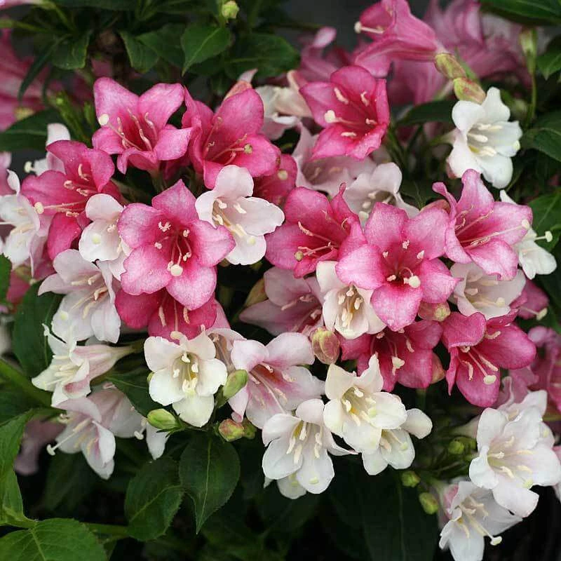 Czechmark Trilogy® Weigela Czechmark Trilogy® Weigela -Great Garden Plants Shop weigela czechmark trilogy 1 sw