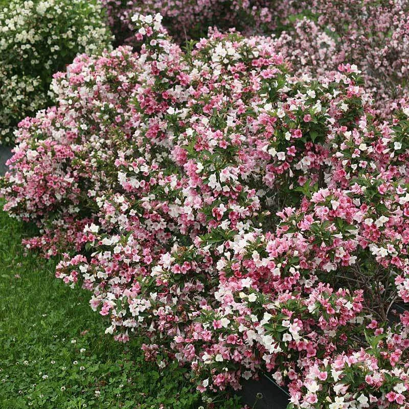 Czechmark Trilogy® Weigela Czechmark Trilogy® Weigela -Great Garden Plants Shop weigela czechmark trilogy 2 sw