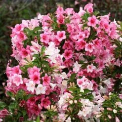 Czechmark Trilogy® Weigela 3 Czechmark Trilogy® Weigela -Great Garden Plants Shop weigela czechmark trilogy 3 sw