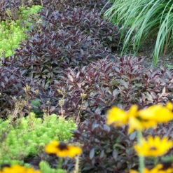 Midnight Wine® Weigela