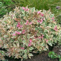 My MonetĀ® Weigela