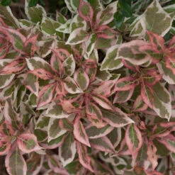 My Monet® Weigela -Great Garden Plants Shop weigela my monet 4