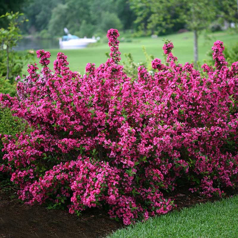 Mother's Day Collection Mother's Day Collection -Great Garden Plants Shop weigela sonic bloom pink 1 8c1310b2 2750 4b55 8eef 7e13fa89ac30