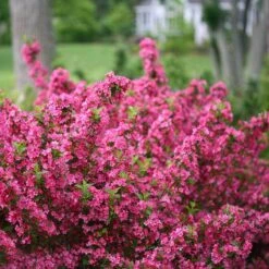 Sonic Bloom® Pink Weigela -Great Garden Plants Shop weigela sonic bloom pink 2