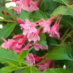 Sonic Bloom® Pink Weigela -Great Garden Plants Shop weigela sonic bloom pink 6