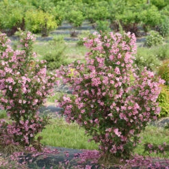 Sonic Bloom® Pure Pink Weigela -Great Garden Plants Shop weigela sonic bloom pure pink 3