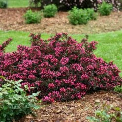 Spilled Wine® Weigela -Great Garden Plants Shop weigela spilled wine 3