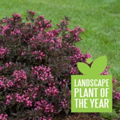 Spilled Wine® Weigela -Great Garden Plants Shop weigela spilled wine 4