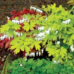 'White Gold' Bleeding Heart -Great Garden Plants Shop white gold bleeding heart 3
